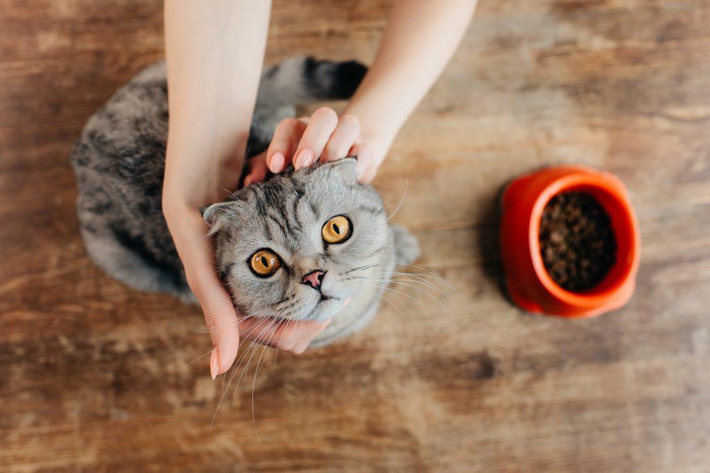Kedim Neden Mama Yemek İstemiyor?