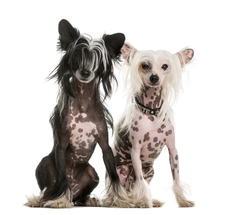 Two Chinese Crested Dogs Sitting In Front Of A White Background